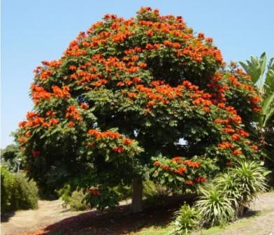 African Tulip Tree Lawns And Landscapes,How To Change A Light Socket Into An Outlet