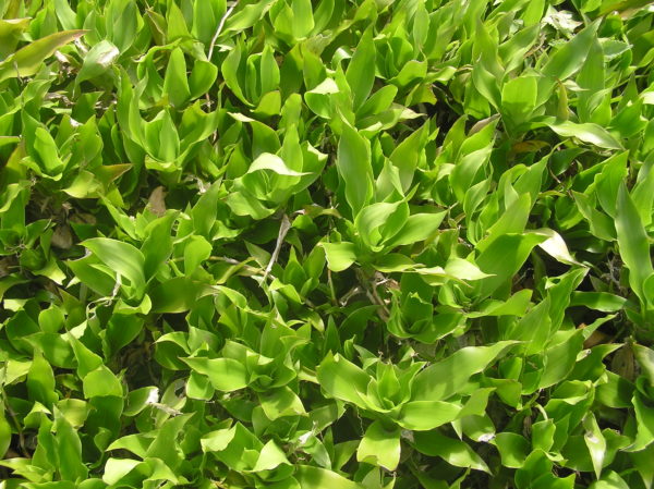 Ground Cover