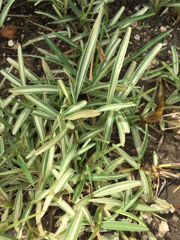 St. Augustine (Green & White) - Per Square Foot