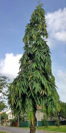 Ashoka Tree