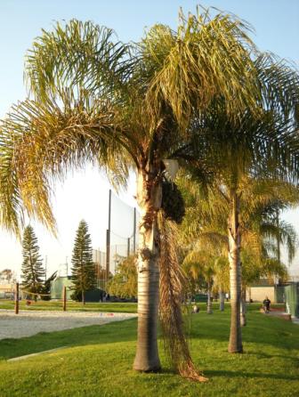 Queen Palm – Lawns And Landscapes