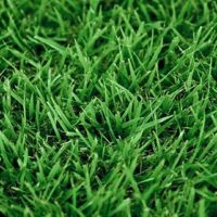 Zoysia-Grass