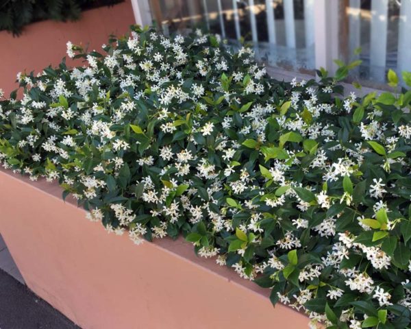 Pinwheel Star Jasmine