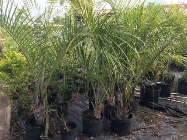 Triangle Palm