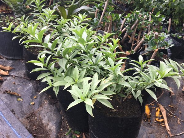 Dwarf Allamanda (Grey Leaf)
