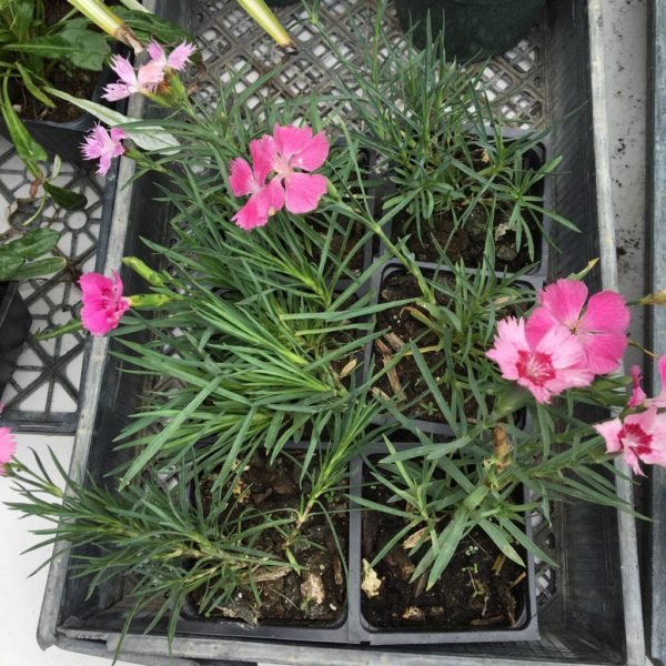 Dianthus - Image 2
