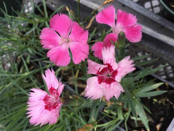 Dianthus