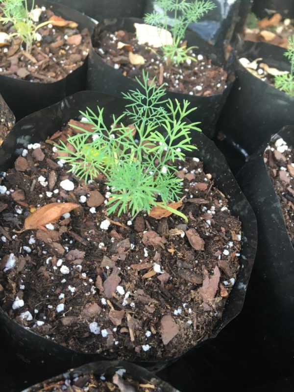 Dill - 4" Pot