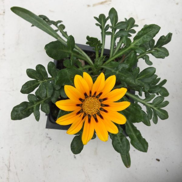 Gazania