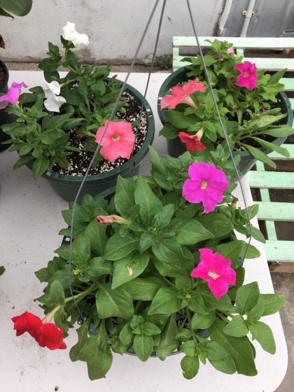 Petunia