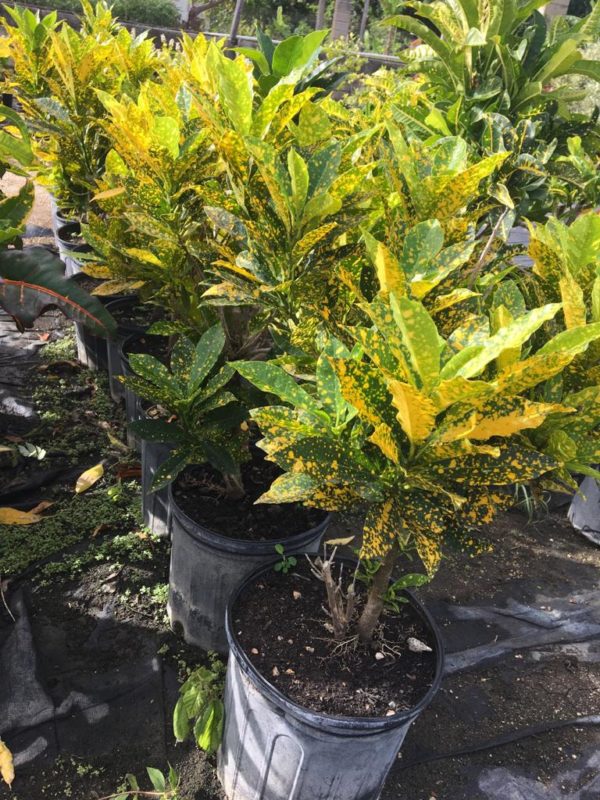 Croton - Yellow Speck - Image 2