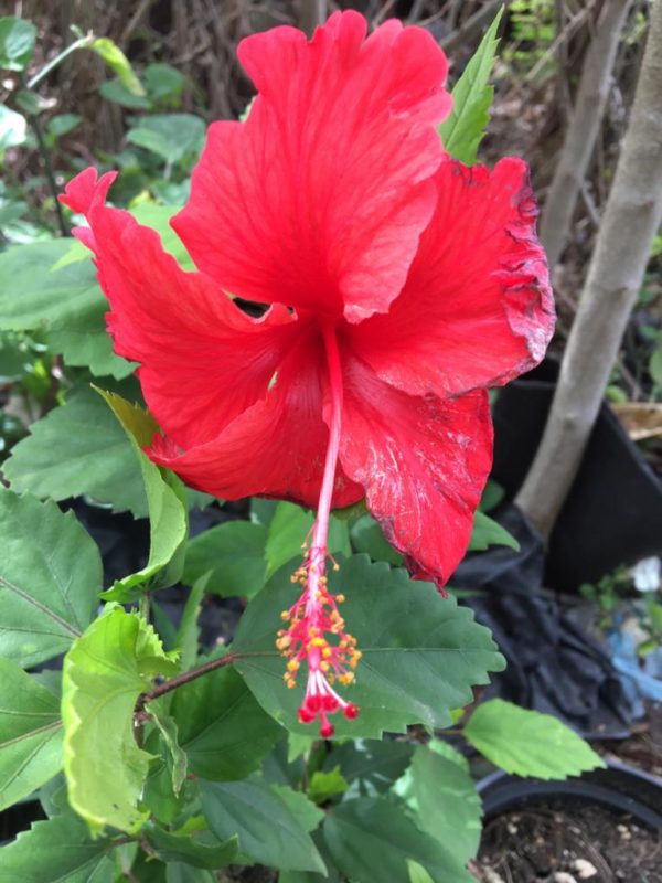Hibiscus - Traditional Red