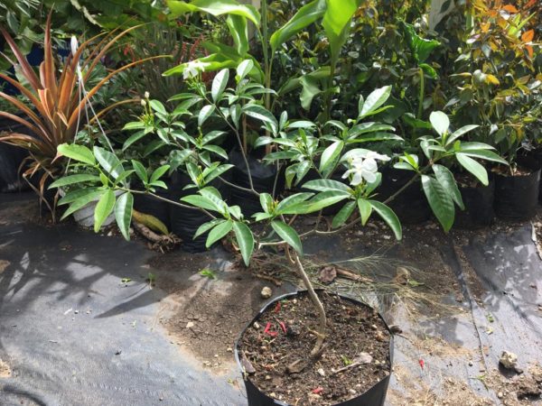 Star Jasmine