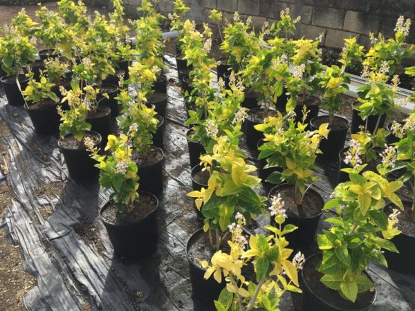 Eranthamum - Yellow & Green