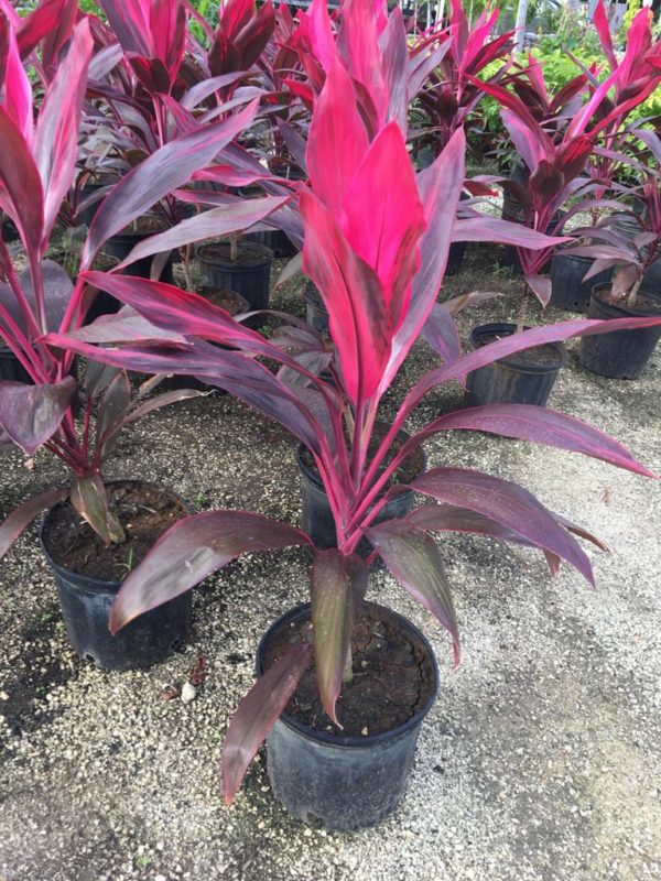 Cordyline (Red)