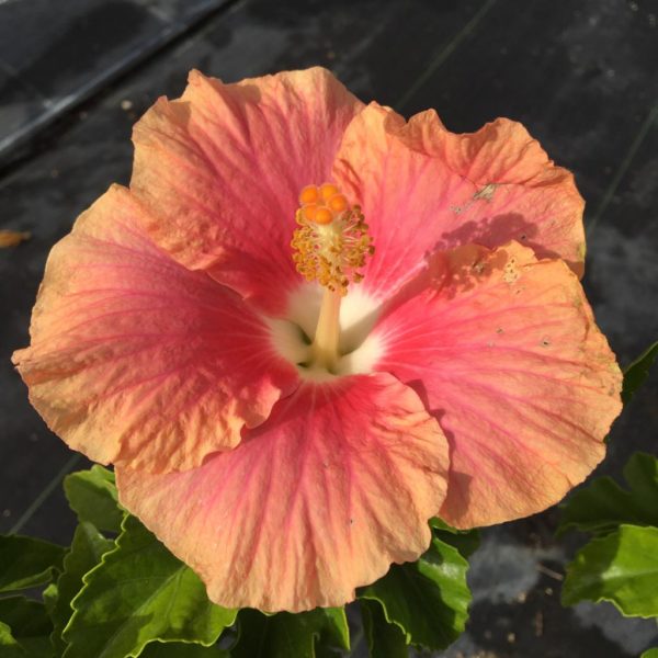Hibiscus - Pink Peach- Hybrid