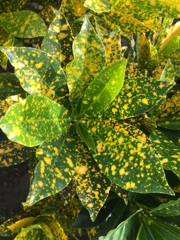 Croton - Yellow Speck