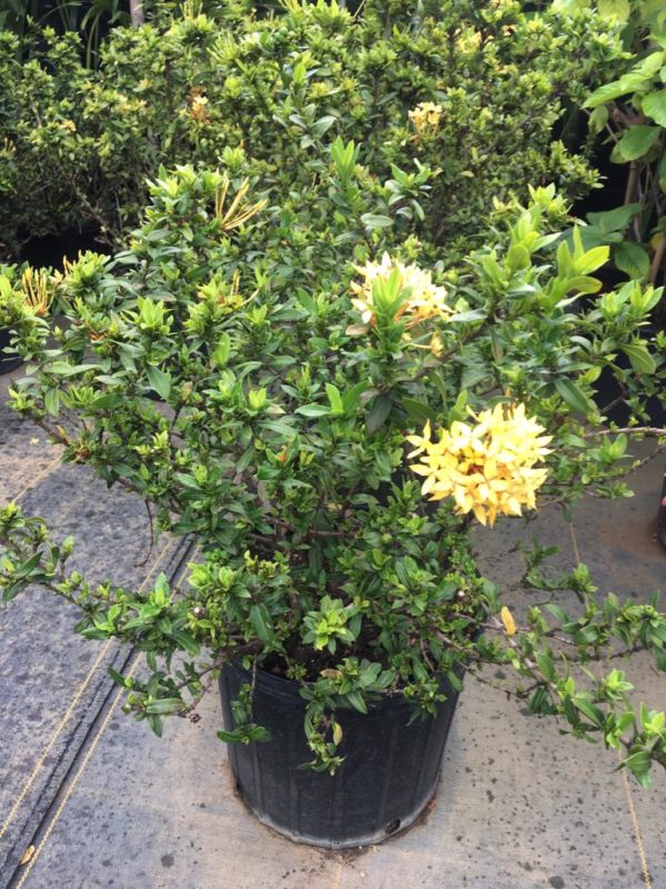 Ixora - Dwarf - Yellow