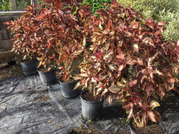 Eranthamum - Pink & Brown