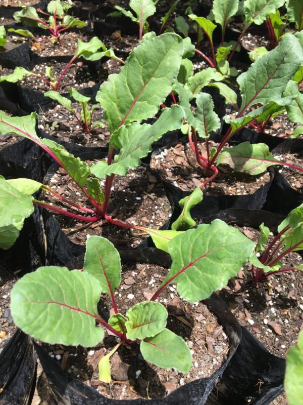 Beets (5" Pot)