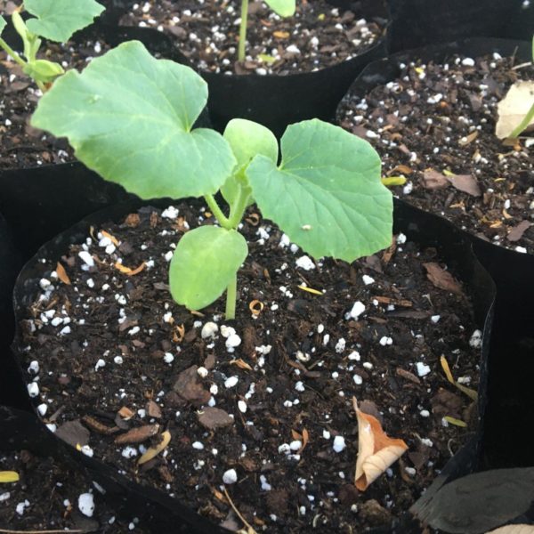 Cucumber