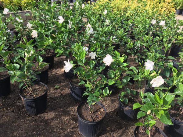 Hibiscus - White - Image 2