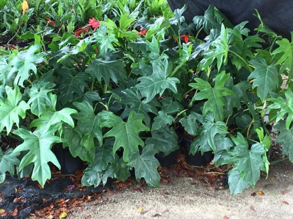 Philodendron Fan