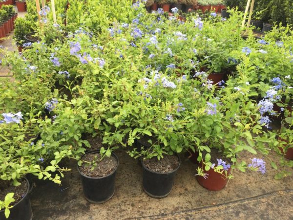 Plumbago - Blue
