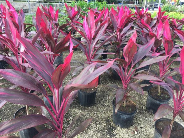 Cordyline (Red) - Image 2