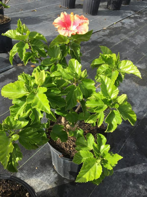 Hibiscus - Pink Peach- Hybrid - Image 2