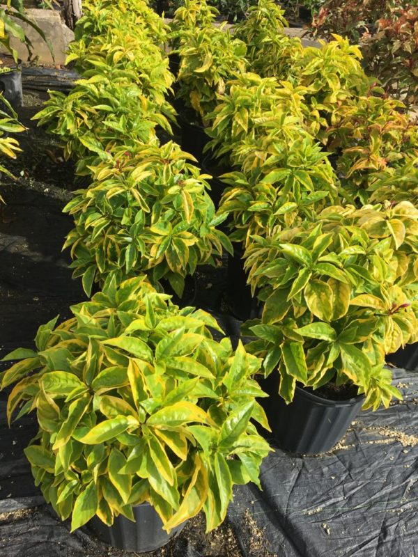 Eranthamum - Green & Yellow