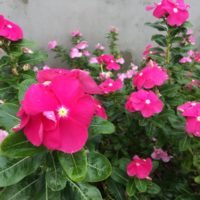 Flowering Plant with Pink flower