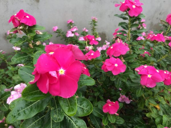 Flowering Plant with Pink flower