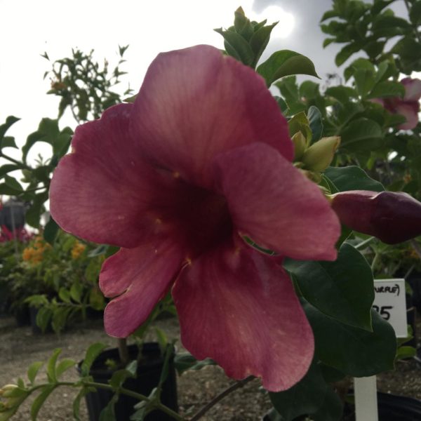 Vines - Allamanda - Burgundy