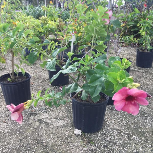 Vines - Allamanda - Burgundy - Image 2