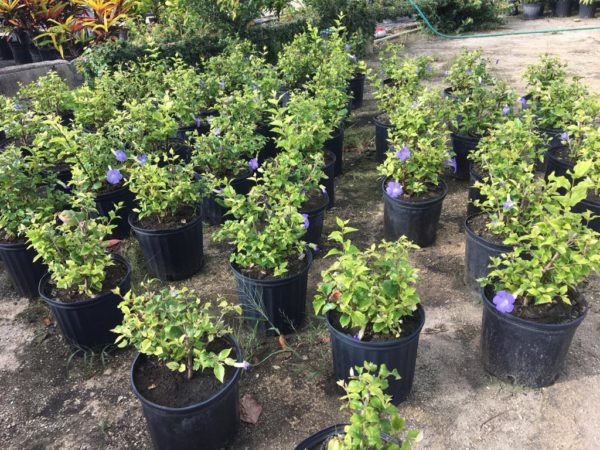 Thunbergia