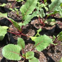 Fruit Trees and Veggies