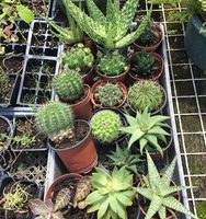 Succulents and Cactus