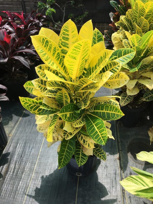 Croton - Big Leaf - Yellow & Green