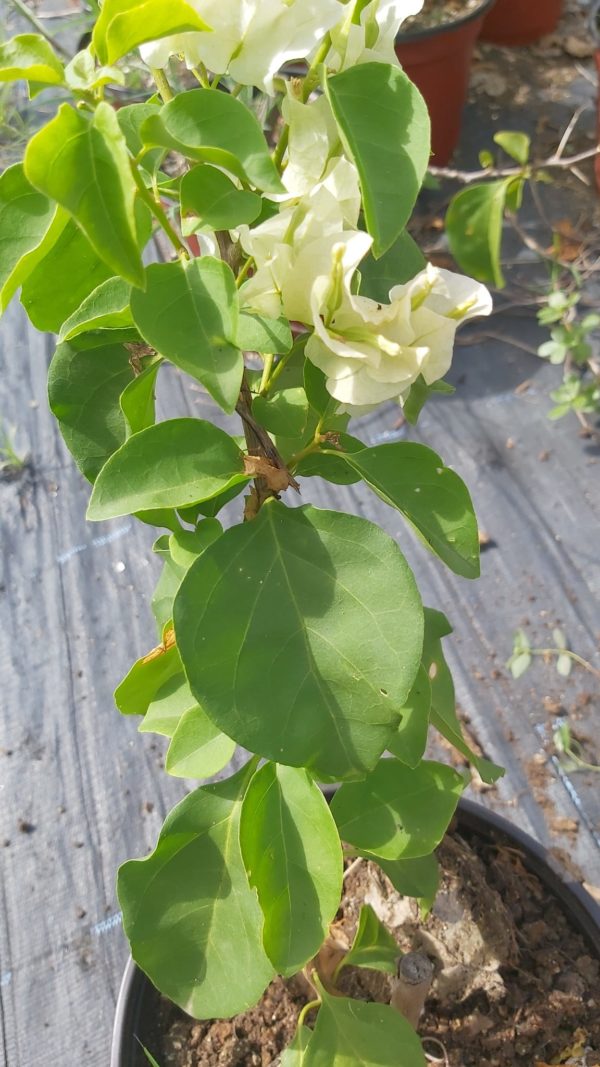 Bougainvillea - White