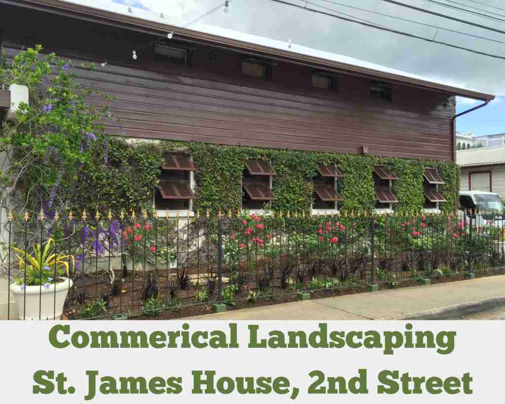 Commercial Landscaping – St. James House, 2nd Street, St. James