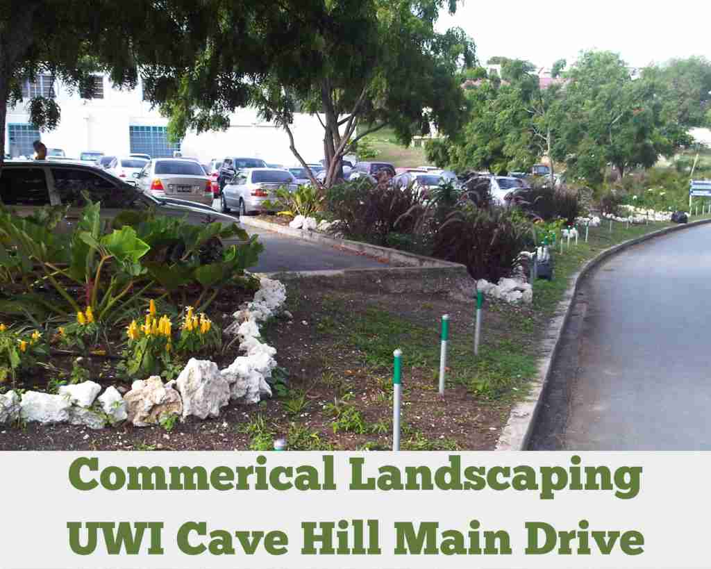 Commercial Landscaping – UWI Cave Hill Main Drive