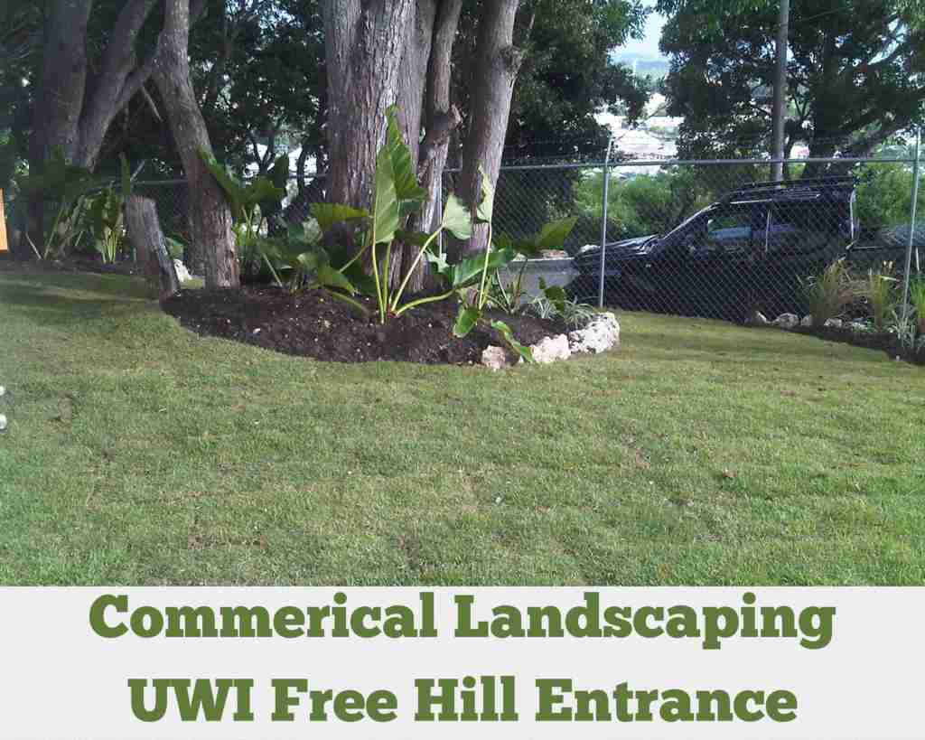 Commercial Landscaping – UWI Free Hill Entrance